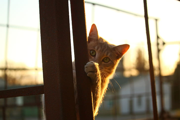 Un gatto che fa capolino da dietro un palo