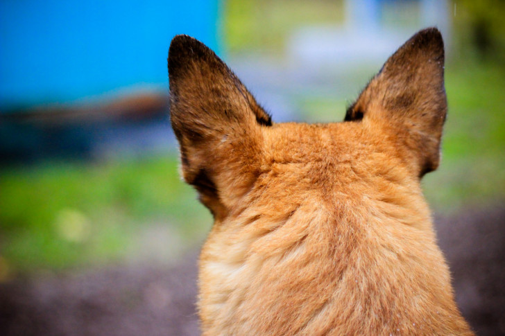 Orecchie di un cane pastore tedesco viste da dietro