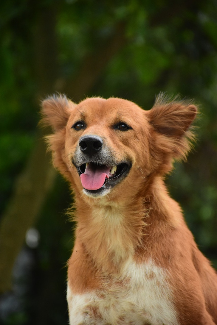 Un cane dal pelo fulvo e l'espressione felice