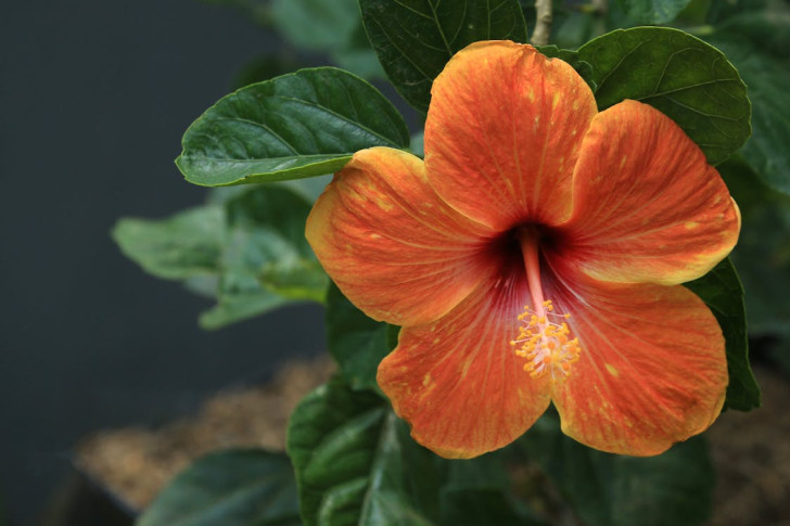 närbild på en orange hibiskusblomma