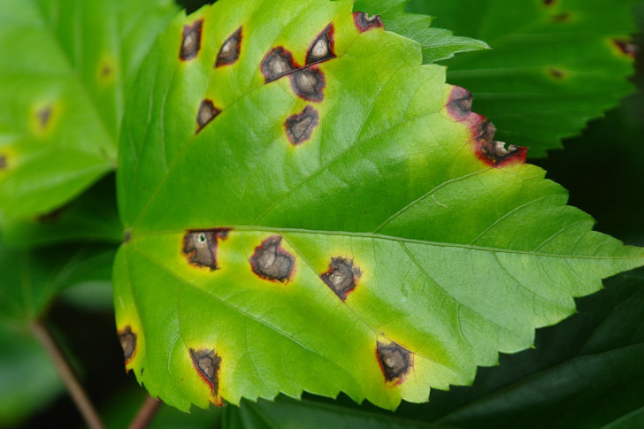 fläckar på hibiskusblad