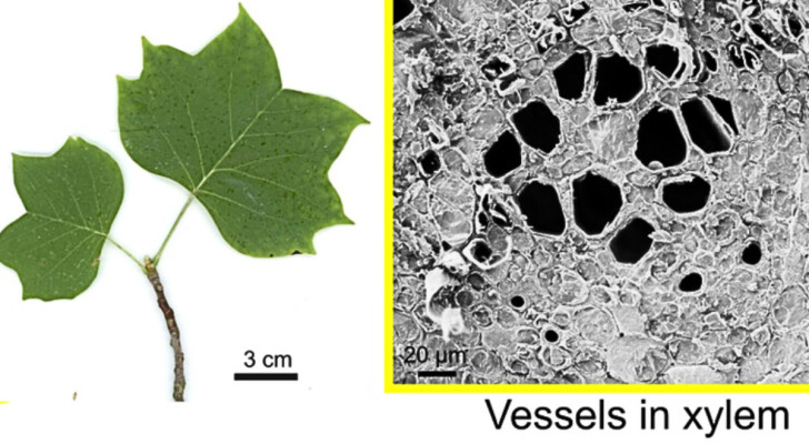 Liriodendron tulipifera