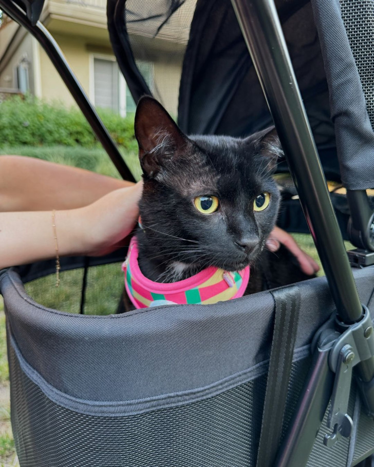 Un gatto nero con collare seduto dentro a un passeggino per gatti