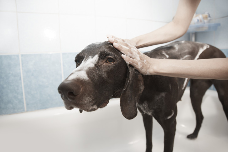 Un cane nero dentro a una vasca da bagno mentre viene insaponato