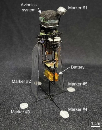 Le robot de 18,2 grammes avec des ailes battantes et des marqueurs de suivi utilisés dans les expériences de vol