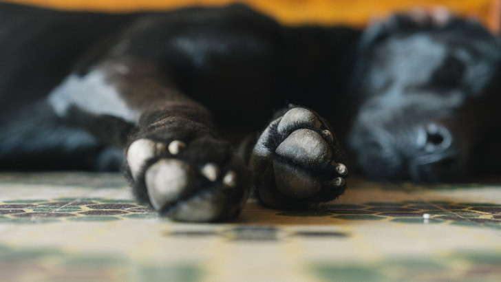 primo piano dei cuscinetti sulla zampa di un cane nero steso a terra mentre dorme