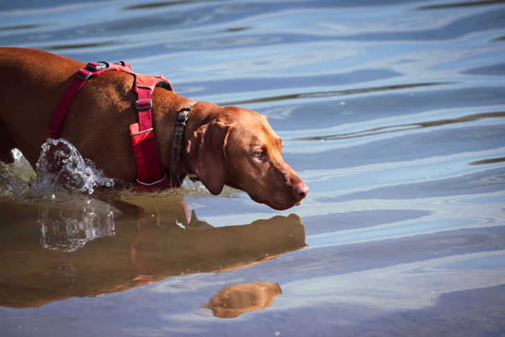 Un cane che entra camminando in mare