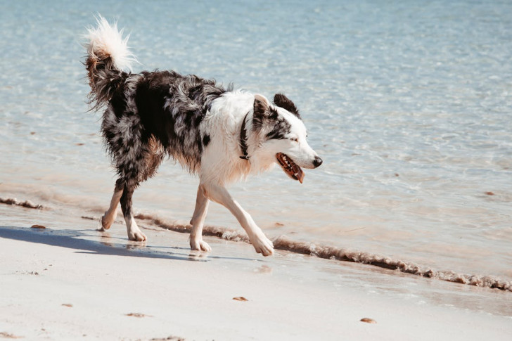 Un cane che cammina lungo il bagnasciuga