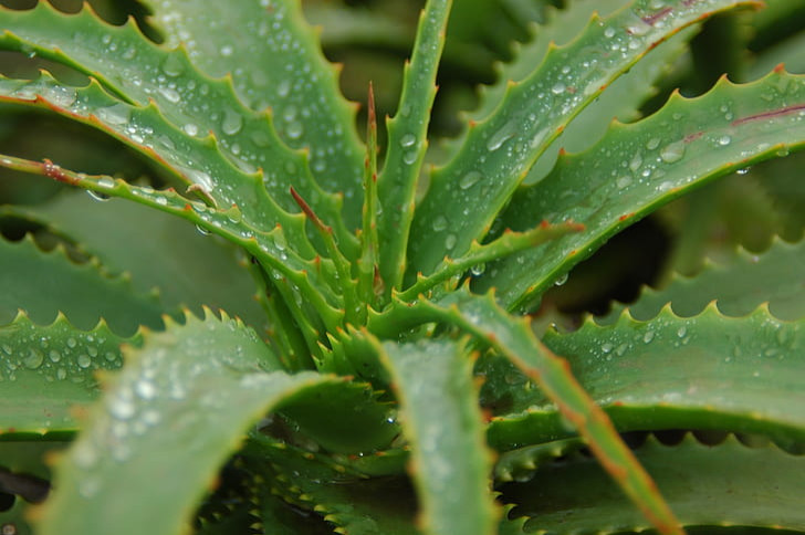 Gros plan sur une plante d'aloe vera couverte de gouttelettes d'eau