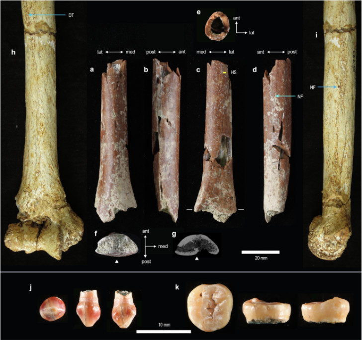 Nya fossiler av Homo floresiensis upptäckta i Mata Menge