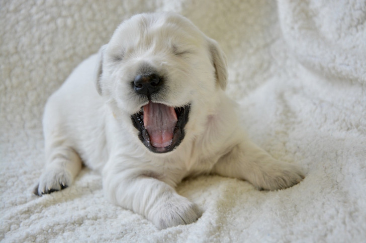 Cucciolo di labrador che sbadiglia