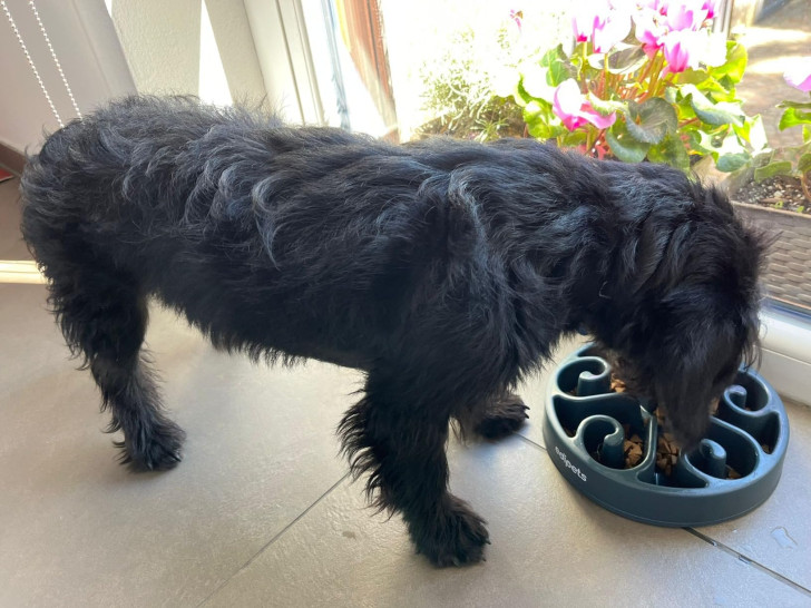 Un cane che mangia da una ciotola anti ingozzamento