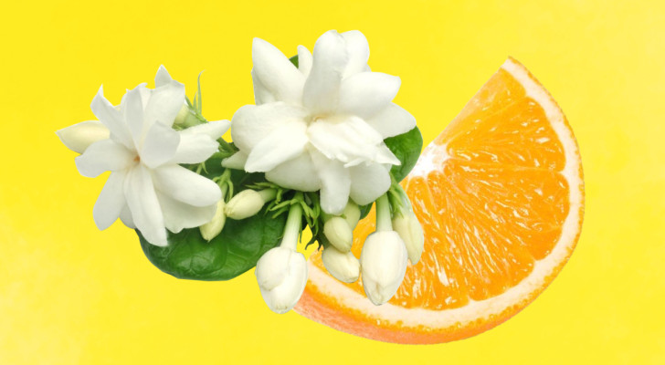 Jasminblüte und Orangenscheibe