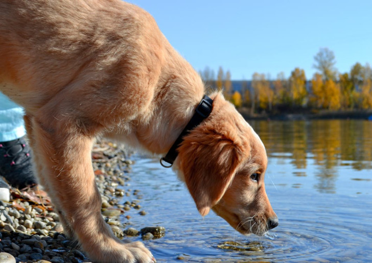 un cane che si china a sfiorare la superficie dell'acqua di un lago col buso