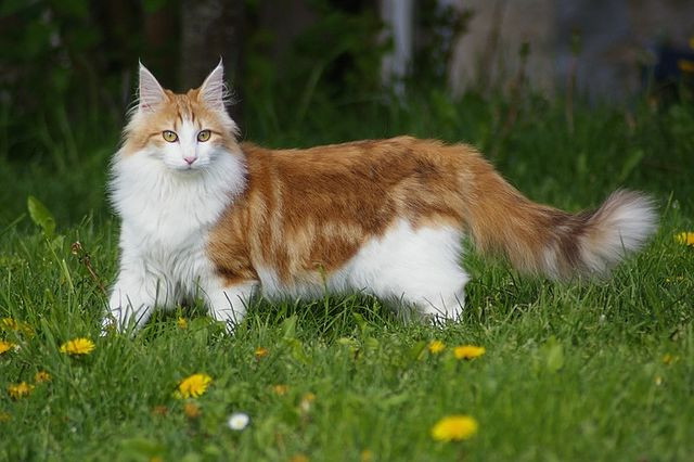 Gatto femmina di razza norvegese