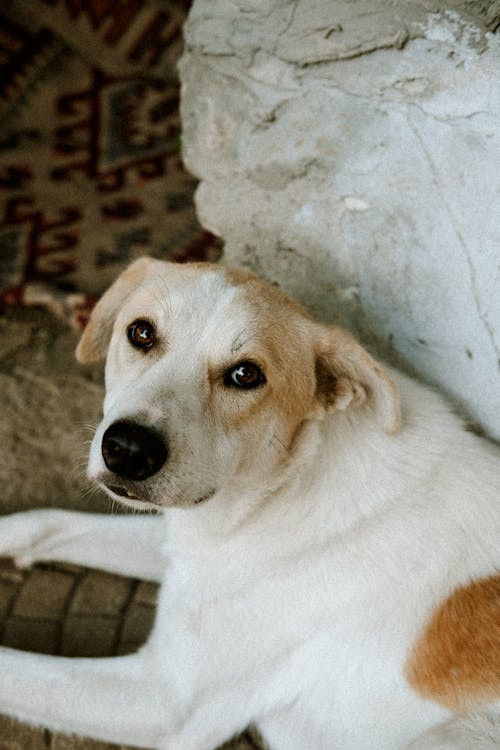 un cane chiaro a pelo corto seduto su un divano