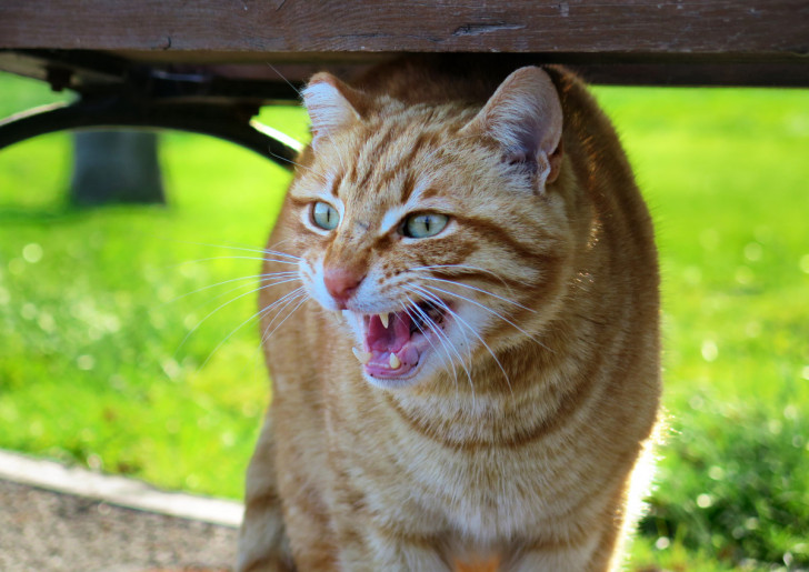 un gatto rosso che soffia inarcando la schiena