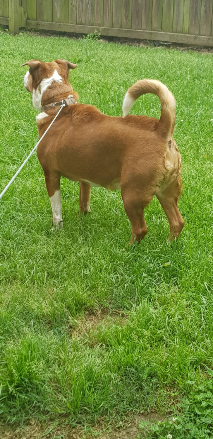 un cane con i peli rizzati sulla schiena visto da dietro