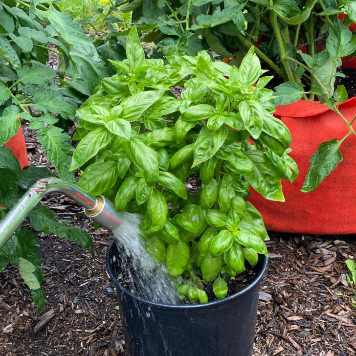 een basilicumplant in pot die buiten water krijgt