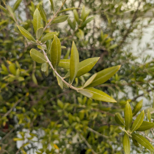 Olivträd med blad som börjar gulna