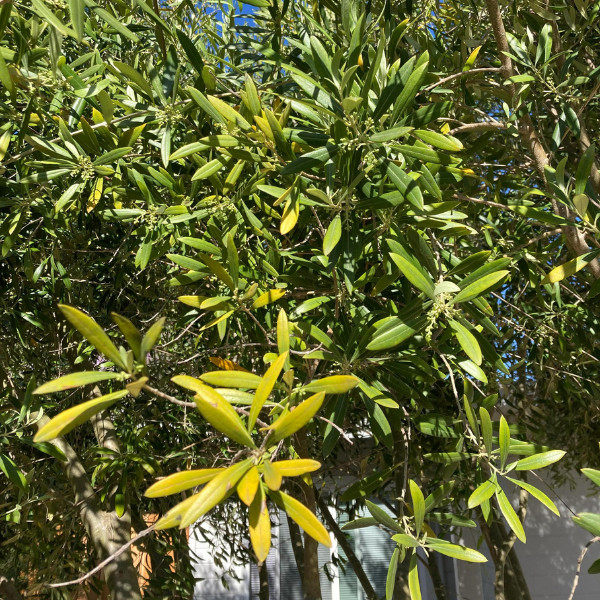 Olive tree with yellowing leaves