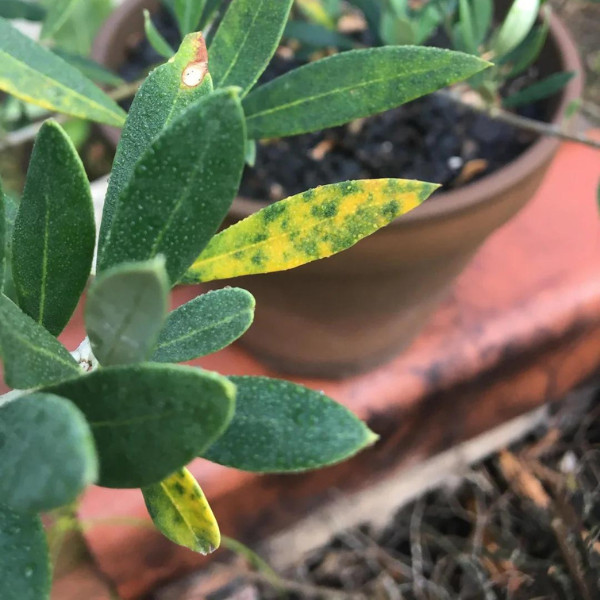 Peacock spots on olive tree leaves