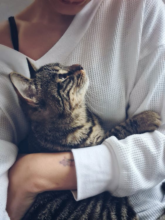 un gatto tigrato in braccio alla padrona che la guarda con affetta