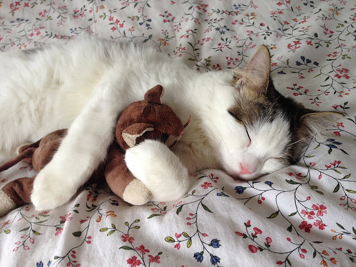 Un gatto dorme su un letto abbracciando un pupazzo