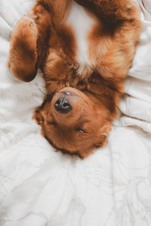 Un cane steso a pancia all'aria su un letto mentre dorme profondamente