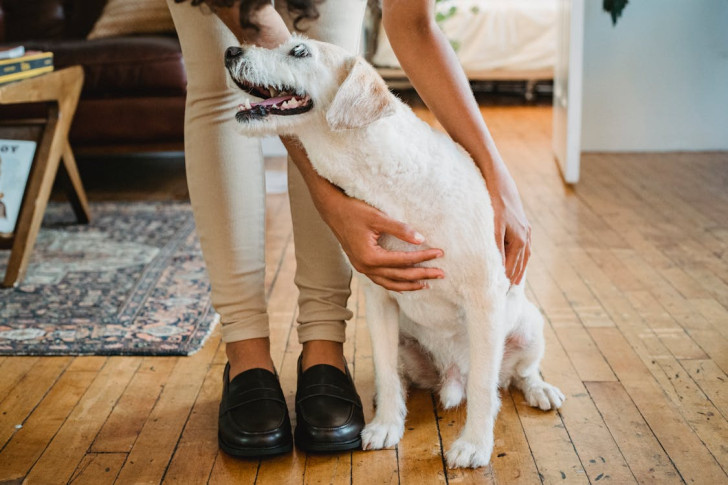 un cane che si appoggia alle gambe di una donna seduta mentre lei lo accarezza