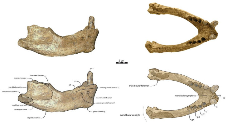 Mandibole di Ontocetus posti scoperte nel Suffolk, in Inghilterra