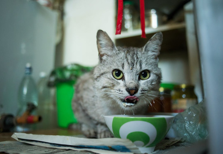 un gatto grigio che si lecca i baffi mentre mangia da una ciotola