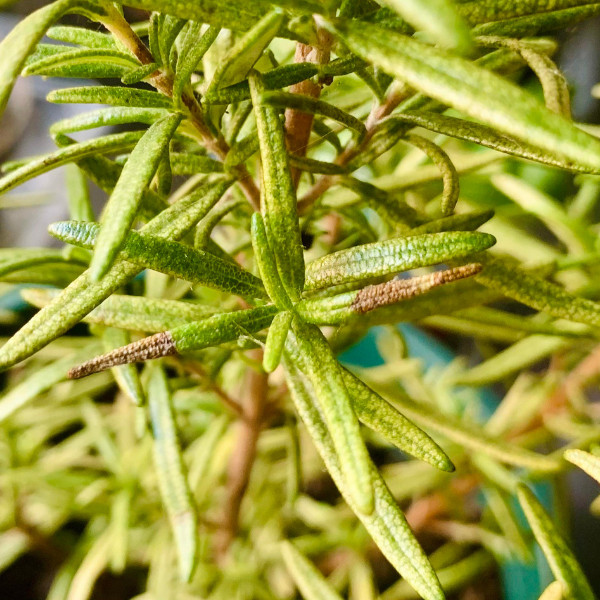 Rosemary branches with brown-tipped leaves