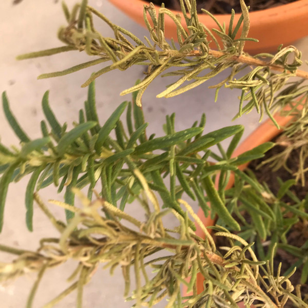 A rosemary plant with dry, diseased branches