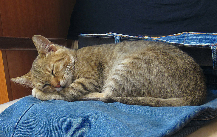 un gatto marrone che dorme acciambellato su un paio di jeans