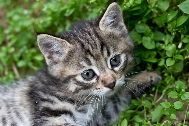 un gattino grigio dagli occhi azzurri vicino ad una pianta