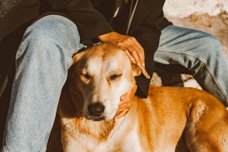 una persona che accarezza delicatamente le orecchie di un cane