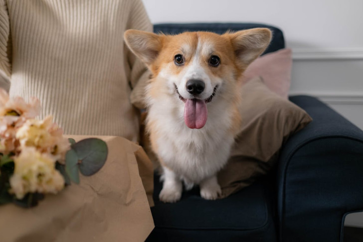 un corgie con la lingua di fuori seduto su un divano col padrone