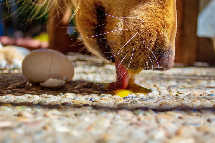 Muso di un cane che lecca un uovo dal pavimento