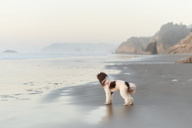 cane sul bagnasciuga che guarda il mare