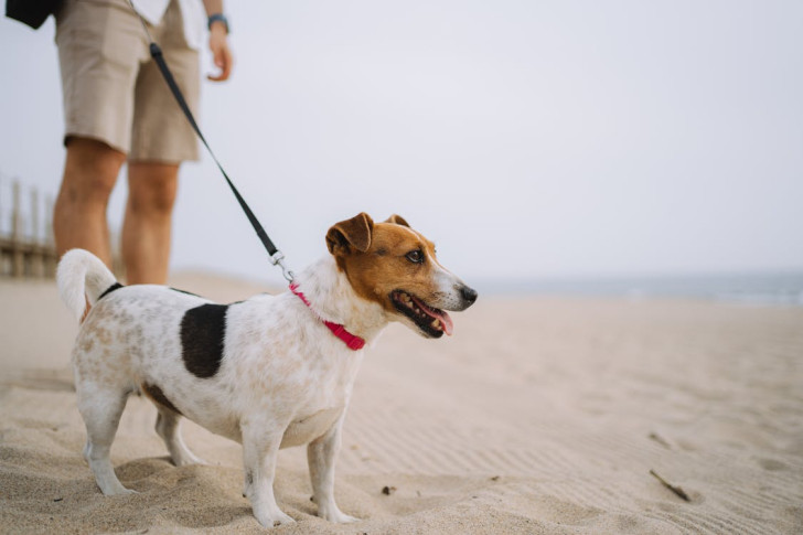 Un cane tenuto al guinzaglio sulla spiaggia che guarda il mare