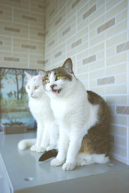 un gatto bianco e uno calico seduti su un ripiano in cucina