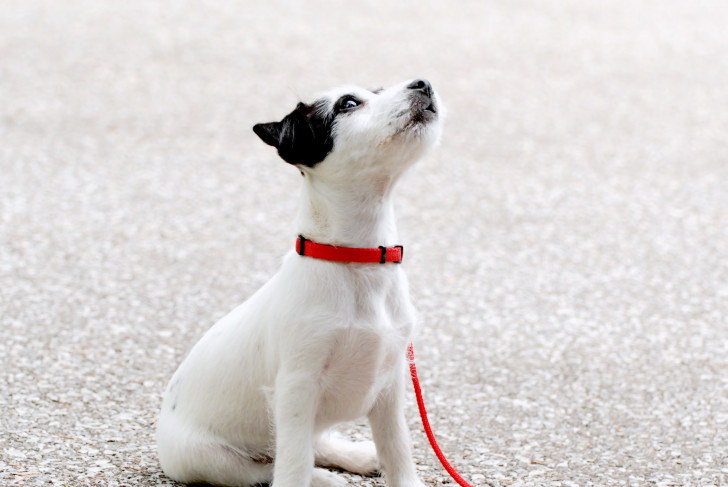 Un cucciolo al guinzaglio che guarda curioso verso l'alto