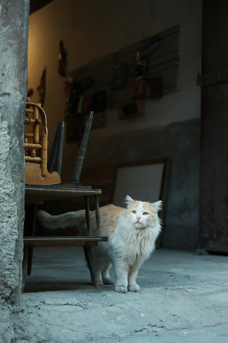 un gatto anziano a pelo lungo in piedi vicino a una sedia