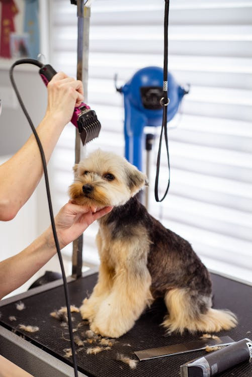 un cane yorkshire mentre viene tosato