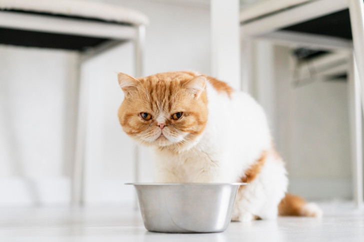 gatto arancione seduto di fronte a una ciotola