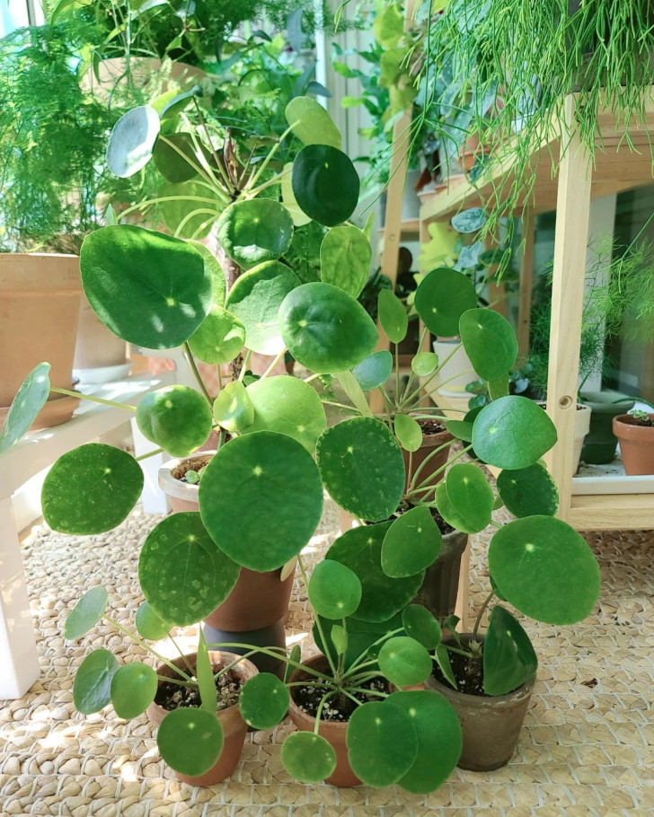 un vaso con una Pilea peperomioides