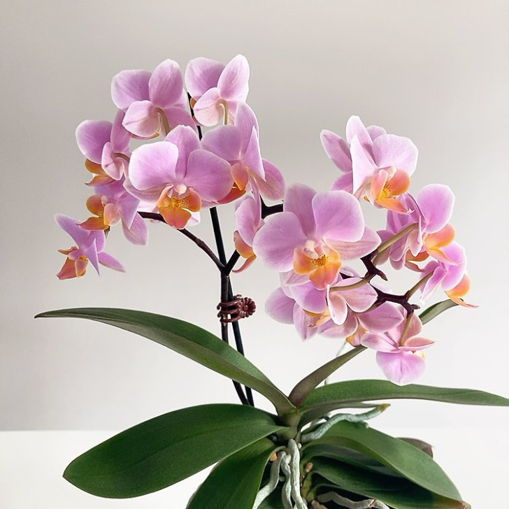 i fiori di una pianta di orchidea phalaenopsis