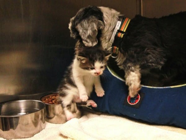 ... en dit is wat de dierenredder aantrof: een shih tzu die zich over een kitten had ontfermd.