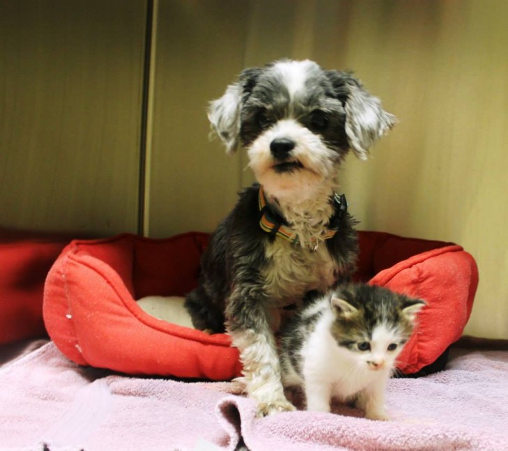 Incapaz de tirá-lo fora do buraco, o cachorro o tinha abandonado.